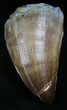 Large Mosasaur (Prognathodon) Tooth #27295-1